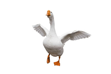 A white goose flapping its wings enthusiastically on a plain white background during a sunny day....