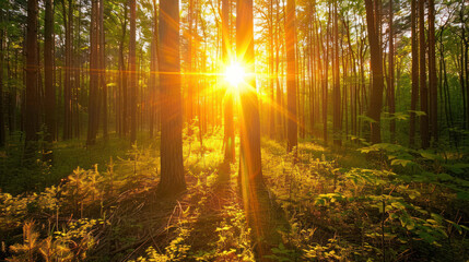 A peaceful sunset over a dense forest, the sun's rays filtering through the trees and casting golden light on the forest floor.