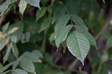 green leaves background