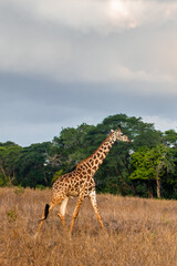 giraffe in the savannah