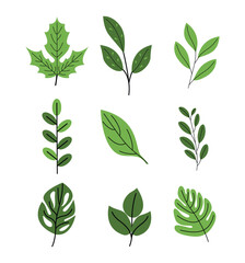 Vector Hand Drawn Green Leaves Collection. Illustration for Botanical and Nature Art