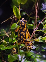 Atelopus varius