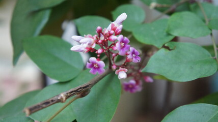 Close-up of delicate pink flowers on a green leafy branch