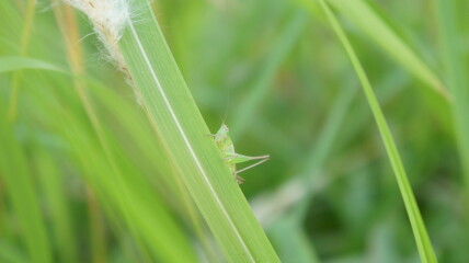 Green Grasshopper on a Blade of Grass