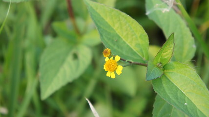 Single Yellow Flower Blooming in Green Grass