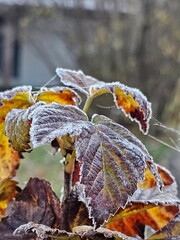 Frost on autumn leaves in the garden