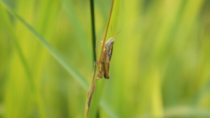 Grasshopper on a Blade of Grass in a Field