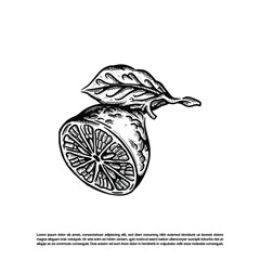 Sketch art lemon lime fruit vector, natural fruit cut illustration