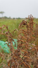 Dried Fern Fronds Against Green Background