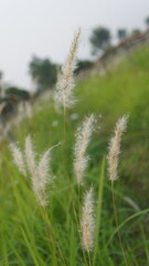 Fluffy Grass Seeds in Green Meadow