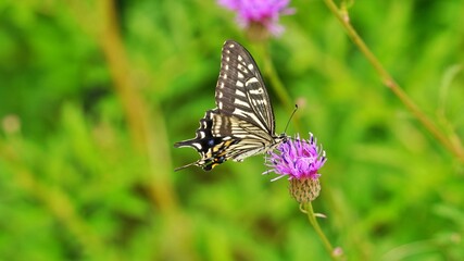 Thistle flower and butterfly