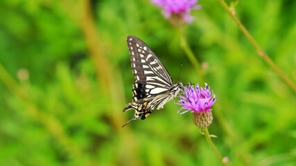 Thistle flower and butterfly