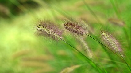 Fototapeta premium Reeds swaying in the wind