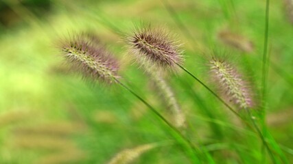 Fototapeta premium Reeds swaying in the wind