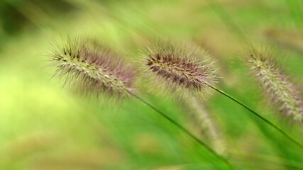 Reeds swaying in the wind