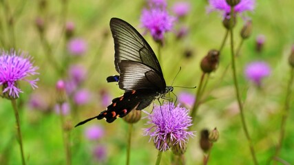 Fototapeta premium Thistle flower and butterfly
