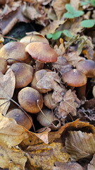 Inedible mushrooms in the forest