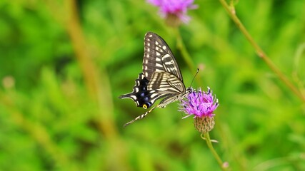 Thistle flower and butterfly
