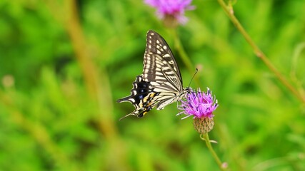 Thistle flower and butterfly