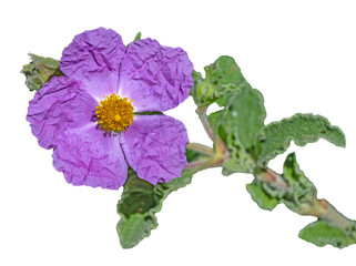 Close up of violet Flower
