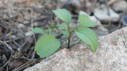 Small Green Plant Growing Through Cracked Rock