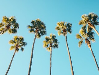 Obraz premium Blue sky and tall palm trees from a ground perspective with sunlight shining through creating a tropical and serene atmosphere.