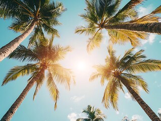 Blue sky and tall palm trees from a ground perspective with sunlight shining through creating a tropical and serene atmosphere.