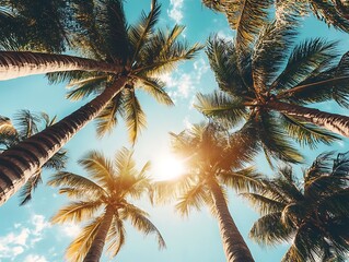 Blue sky and tall palm trees from a ground perspective with sunlight shining through creating a tropical and serene atmosphere.