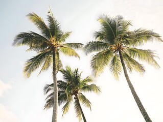 Blue sky and tall palm trees from a ground perspective with sunlight shining through creating a tropical and serene atmosphere.