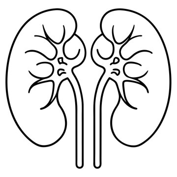 black and white kidneys anatomy outline clip art preview