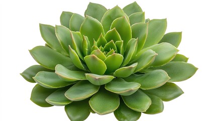 Fototapeta premium Succulent rosette with plump, light green leaves, isolated on a white background