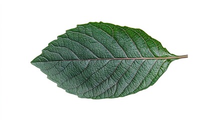 Obraz premium Single leaf of basil, deep green with natural veins, isolated on a stark white background