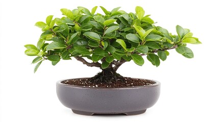 Obraz premium Potted bonsai with delicate branches and lush green leaves