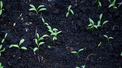 Green seedling growing in the ground. 