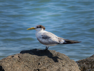 A Crested Tern standing on a rock with water background