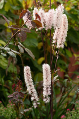 Actaea simplex plant in garden