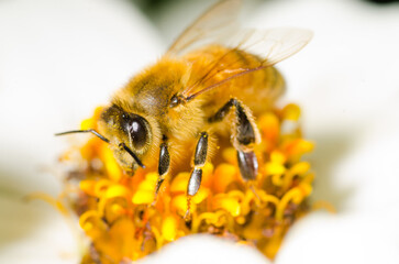 Honey Bee collecting nectar from flower