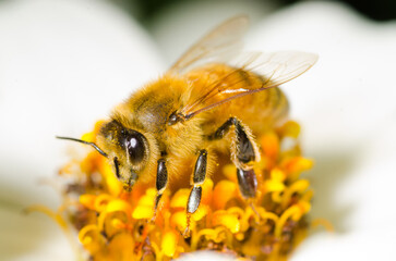 Honey Bee collecting nectar from flower