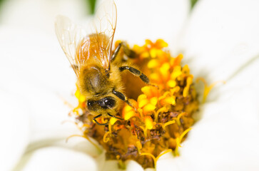 Honey Bee collecting nectar from flower