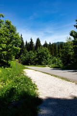 Path through green trees at the bottom of the Eagle's Nest in Bavaria, Germany on a sunny spring day.