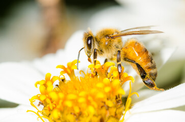 Honey Bee collecting nectar from flower