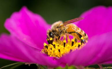 Honey Bee collecting nectar from flower