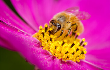 Honey Bee collecting nectar from flower