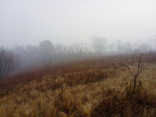 The morning fog creeps between the autumn trees. Landscape in a field in a foggy morning.