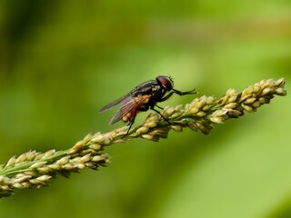 house fly on plant stem with blur background