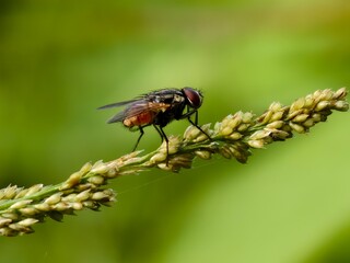house fly on plant stem with blur background