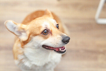 Corgi dog at home. Lifestyle photo, close up