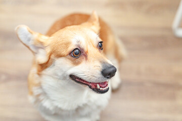 Corgi dog at home. Lifestyle photo, close up