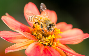 Honey Bee collecting nectar from flower