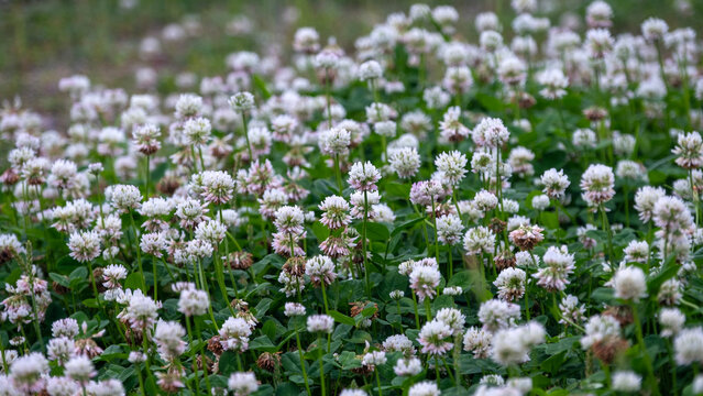 Idyllic white clover field in full bloom, lush green foliage and delicate white flowers symbolizing luck and renewal. Ideal for eco-friendly landscaping, pollinator habitats, and tranquil backgrounds.